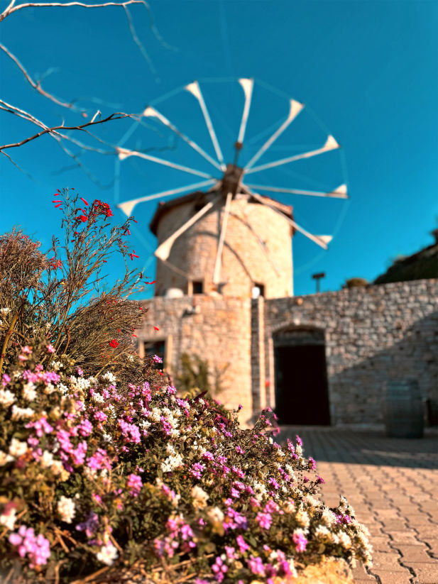 Datça Vineyard