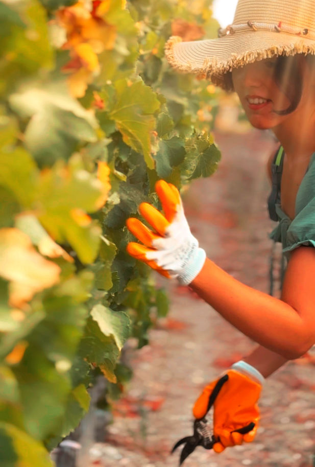 Datça Vineyard
